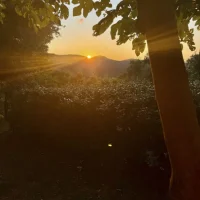 View from the garden